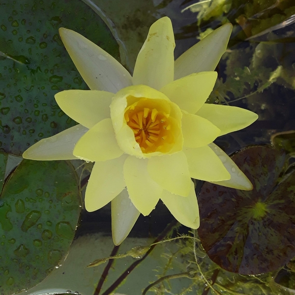 Meet your Posher, Mireya - Picture 1 of 1